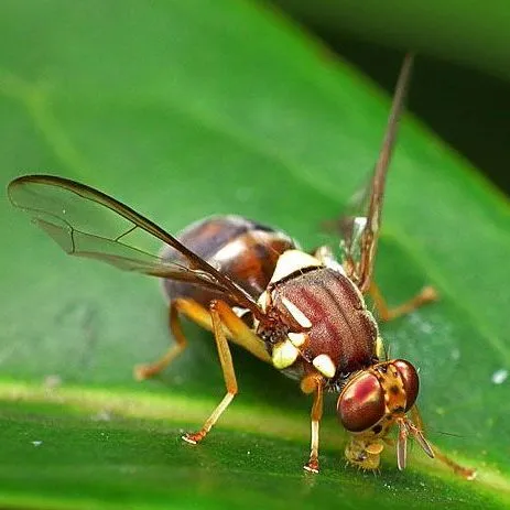 thumbnail for publication: Queensland Fruit Fly, Bactrocera tryoni (Froggatt) (Insecta: Diptera: Tephritidae)